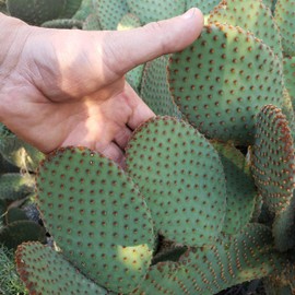 Opuntia microdasys rufida Cutting
