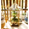 ELEGANTLIFE Glass Geometric Plant Terrarium,Succulent & Air Planter for Home