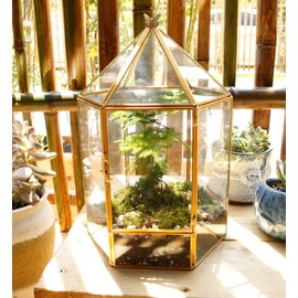ELEGANTLIFE Glass Geometric Plant Terrarium,Succulent & Air Planter for Home Garden Office Decoration,No Plants(Gold Hexagonal)