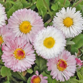 Mixed English Daisy 250 Mg ~2,570 Seeds – Bellis perennis – Non-GMO, Heirloom – Zones 3-9 Perennial – Pink, White, Red Blooms – Low-Growing Flower – 60-75 Days – Great for Beds, Borders, Containers