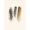 Earth Sky + Water - Raptor Feathers Notecard Set -