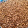 Bulk Herb Store Vinegar of the 4 Thieves Organic Bulk