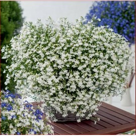 FUN AND GROW SEEDS: Seeds Lobelia White Cascade Annual Flowers 1000 Seeds