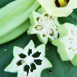Star of David Okra 4 Oz ~1,600 Seeds – Abelmoschus esculentus – Non-GMO Israeli Heirloom – 60–65 Days – Unique Star-Shaped Pods – Tall 7' Plants – Rich Flavor – Prolific Garden Vegetable