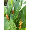 2X Orange Tropical Heliconia Rhizomes w/ 10 in stock, Exotic