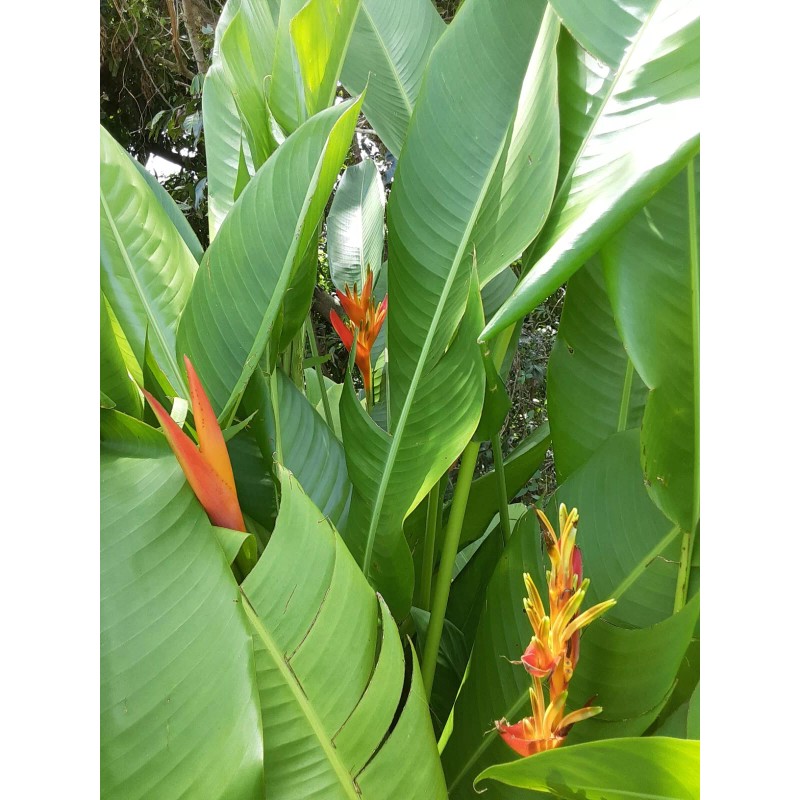 2X Orange Tropical Heliconia Rhizomes w/ 10 in stock, Exotic