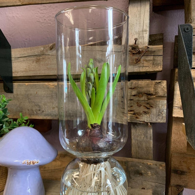 Chalily Flower Vase - Glass Bulb Vase, Tall | Great