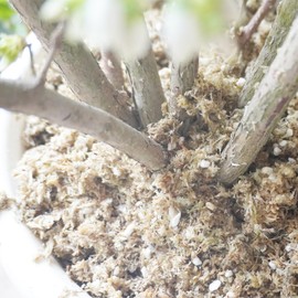 Yilotuce 8 Quarts Premium Natural Acidic Potting Soil for Blueberries, Cranberries, Raspberries, Strawberries, Berries