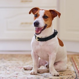 Ohmywor Dog Collar Classic Genuine Leather Dog Collar, Soft Breathable Waterproof Dog Collars with Padded Heavy Duty Buckle Adjustable for Small Medium Large Pet Dogs, Black 3.0cm x65cm(L)