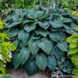 Perennial Farm Marketplace Hosta x 'Blue Angel' (Plantain Lily) Perennial, Size-#1 Container, Deep Bluish Leaves with White Flowers
