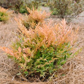 Blooming & Beautiful - Cool Glow Peach Nandina- 3 gal - First Editions - Evergreen Shrub - Green to Peach-Apricot Colored Foliage - Zones 6-9 - Nandina domestica 'ZHNAN28' PP32,397-3 Gallon Pot