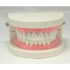 Teeth Model Teeth Model Teaching Teaching Model Small Model for