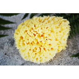 Yellow Sea Sponge Honeycomb 12.5 cm Grienchland