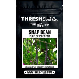 Purple Podded Pole Bean - 25 Seeds