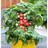 30 Dwarf Red Robin Tomato Seeds, Heirloom Non-GMO, Sweet, Low