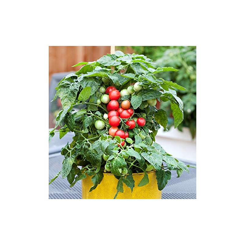 30 Dwarf Red Robin Tomato Seeds, Heirloom Non-GMO, Sweet, Low