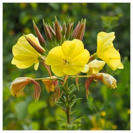 Everwilde Farms - 1 Oz Common Evening Primrose Native Wildflower Seeds - Gold Vault