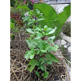 THAI  BASIL* 100 SEEDS* GOURMET * CULINARY *