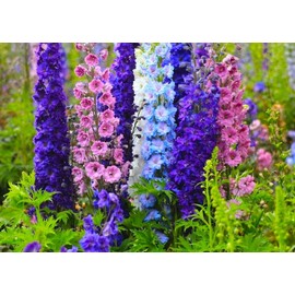 Larkspur Giant Imperial Flower Mix Delphinium Consolida 100+ Seeds for Planting Non-GMO