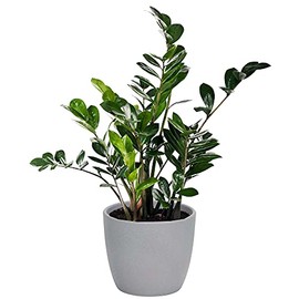 Annastore Flower Pot Made of Clay Round, Orchid Pot Made of Clay, Round, Flower Planter, Round, Planter (Grey, Diameter 15.5 / Height 13 cm)