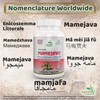 Mamejavo Capsule