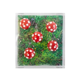 Kraftheld Set of 5 Decorative Magnets Mushroom Mushroom Magnets Colourful Fridge Magnets in the Shape of Plants, Forest Magnetic Decoration as a Gift