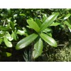 Laurel Oak Tree | Quercus Laurifolia Swamp Oak | 3