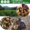 Chrysanthemum Potato Dried Powder Inulin (Content Rate: 70%), High Concentration,