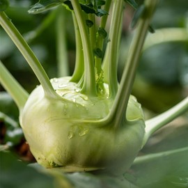 Kohlrabi Seeds for Planting, Pack of 1000 Vegetable Seeds for Planting