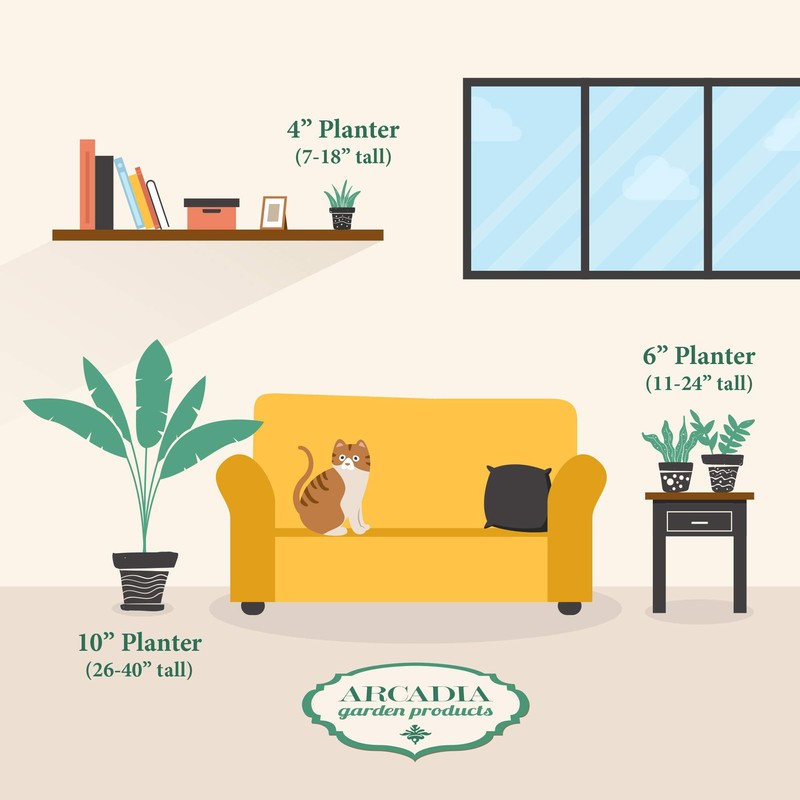 Arcadia Garden Products Live Aloe Vera Succulent Easy Indoor Houseplant