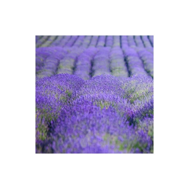FIORENTINO Soap Lavender 100 gr case. - soap