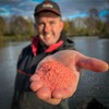 Fjuka Sensate Powder Red | Instant bait boost | For