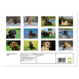 Labrador Retriever 2022 (Monthly Wall Calendar 2025 16.5" x 23.4" (open)), CALVENDO 14 Month Calendar
