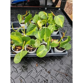 Unbranded BRAZILIAN Pothos Hederaceum  BRASIL BRAZIL Cordatum Live Plant Variegated