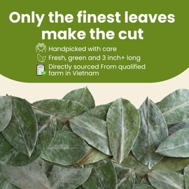 TROPICAL TEAHOUSE 250+ Soursop Dried Leaves, 3oz Premium Graviola Leaves, 100% Pure Guanabana Leaves, Handpicked, Gluten Free, Caffeine Free, Sugar-Free