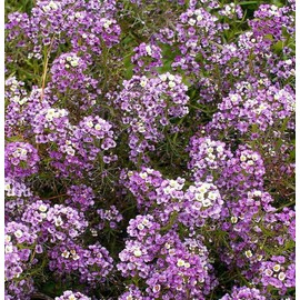 1oz Sweet Alyssum Flower Seeds Royal Carpet Dwarf Purple 69,000 Seeds