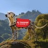 HOLLP Training Dog Jacket Vest In Training Ignore Dog Vest