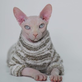 Thick, Warm,Winter Four-Legs Hairless Cat Sweater for Sphynx, Devon Rex, Cornish Rex, Abyssinian, and Small Kitten Breeds, (XX-Large)