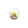 Mkono Plant Terrarium Display Glass Tabletop Succulent Air Plant Planter