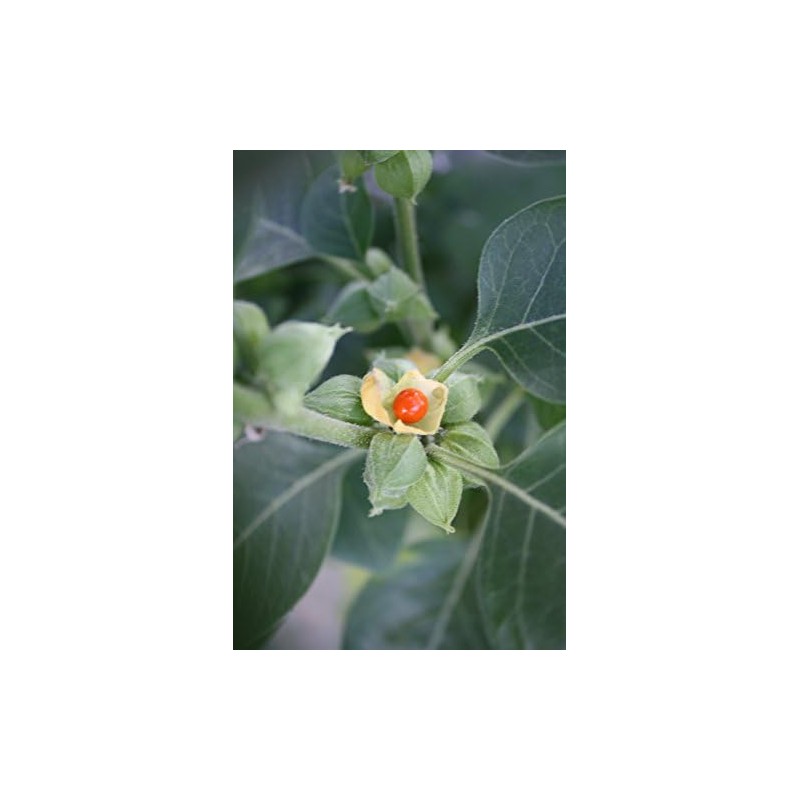Semillas de Ashwagandha Gaea's Blessing – Relíquia sin OMG, frescas