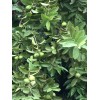 Guava Tree With Pot 10”Tropical Live Plant White Guava Fruit