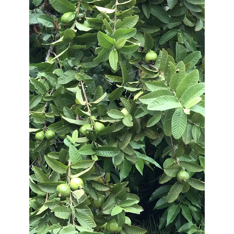 Guava Tree With Pot 10”Tropical Live Plant White Guava Fruit