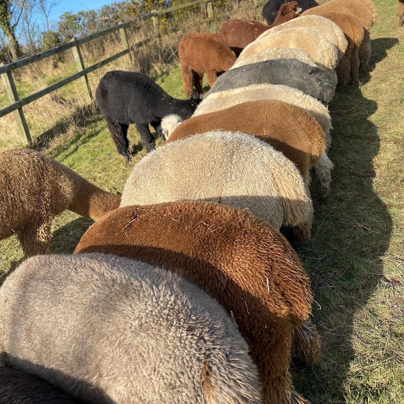 Bird Nesting Material (Alpaca Fibre) Wool Natural Organic