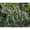 Prairie Brome Grass Seeds (10 Lbs.)