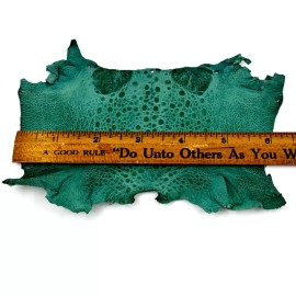 Bufo Marinus Cane Toad Skin Taxidermy Dyed Leather Glossy Teal Green