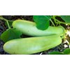 TomorrowSeeds - Big Green Sausage Bottle Gourd Seeds - 30+