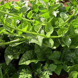 Malabar Spinach Seeds - Green Vines Supreme - 1 Oz ~800 Seeds - Non-GMO, Heirloom - Vegetable Garden