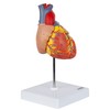 Axis Scientific Heart Model, 2-Part Deluxe Life Size Human Heart
