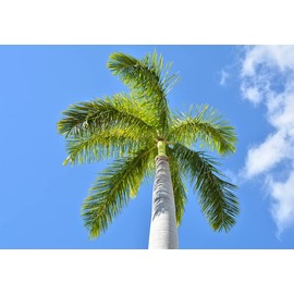 Royal Palm Tree Seeds for Planting - 10 Seeds - Roystonea regina