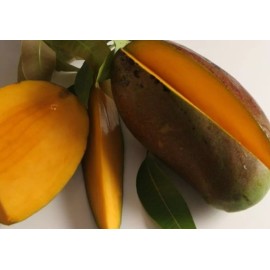 Tree Lancetilla MANGO TREE GRAFTED 1.5-4 Ft Tall.Ship To All States. Actual Photos